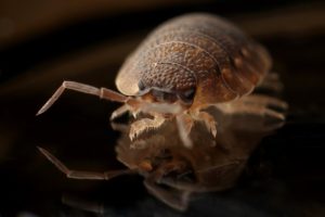Do Bed Bug Bites Itch? armadillo worm bug insect
