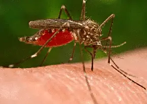 how to stop mosquito bites from itching