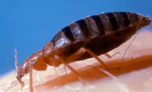 Do bed bug bites itch