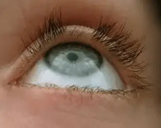 Do eyelashes grow back if cut